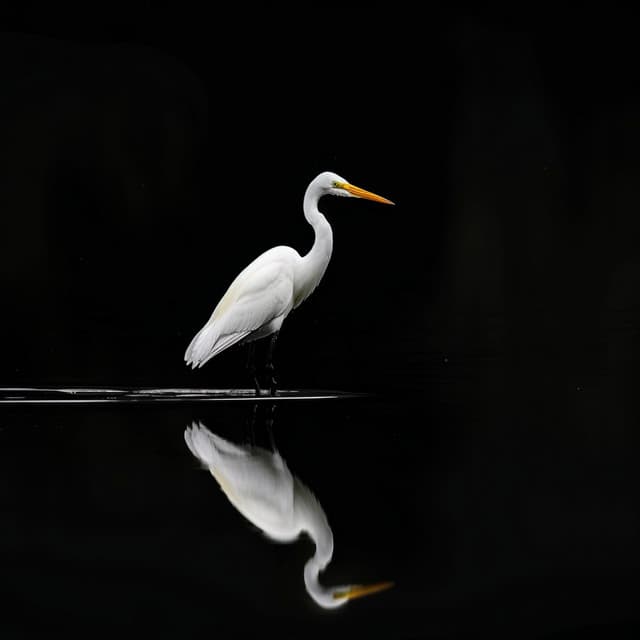 Sinfonía Binaural Del Sueño: Aves Del Arroyo En La Noche - 80 88 Hz - Dormir Profundamente Hipnosis