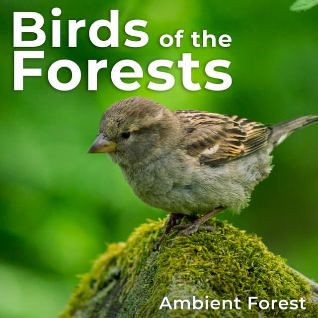 Birds of the Forests - Ambient Forest
