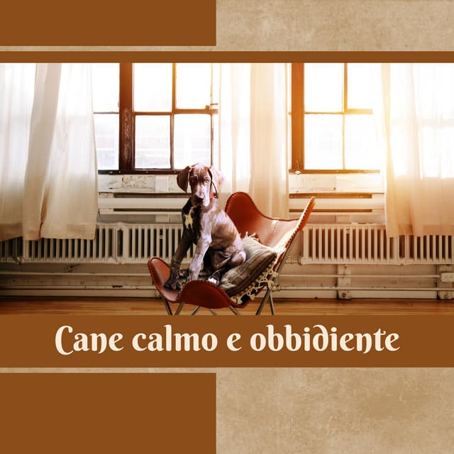 Cane calmo e obbidiente - Musica Rilassante Maestro