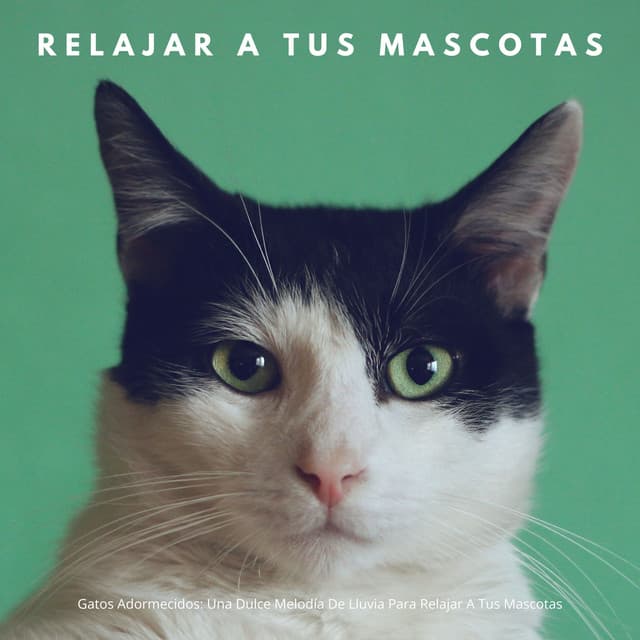 Gatos Adormecidos: Una Dulce Melodía De Lluvia Para Relajar A Tus Mascotas - Lloviendo Relajante