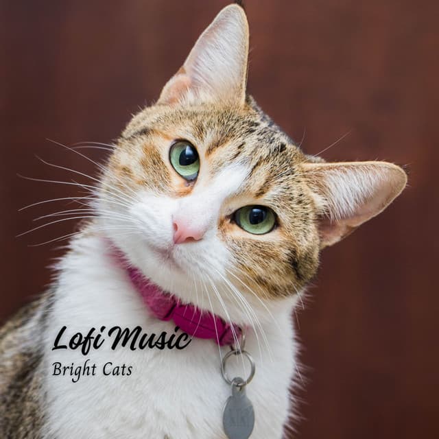 Lofi Music: Bright Cats - Lofi Playlist