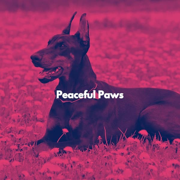 Peaceful Paws - Happy Sunday Morning Music