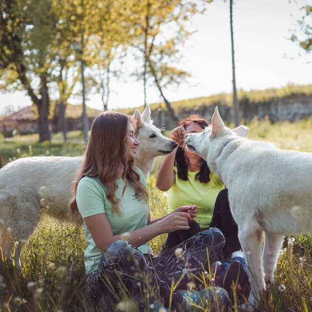 Bonding with Dogs: Piano and Rain's Melody - Dog Anxiety Music