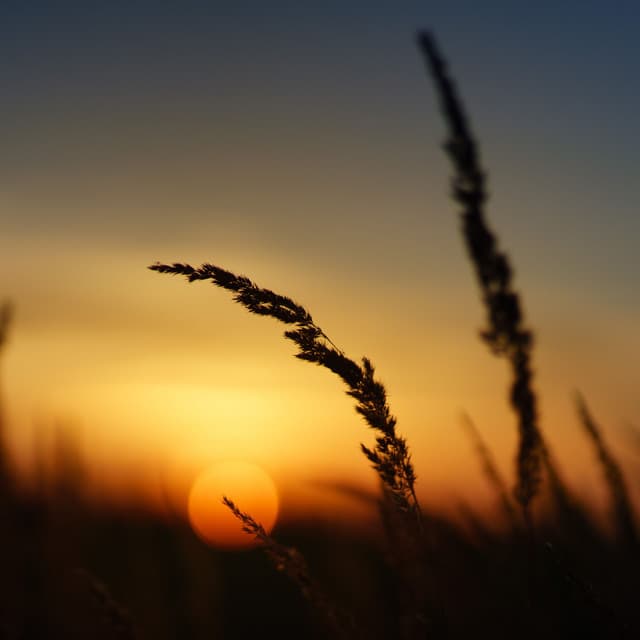 Sunset Melodies: Calming Chill Beats for Peaceful Evenings - Epic Nature Sounds