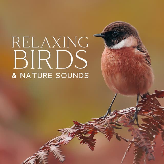 Relaxing Birds & Nature Sounds - Bird Sounds