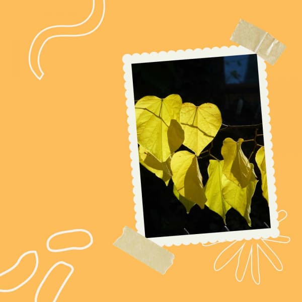 Coffee Time - Soft Jazz Projects