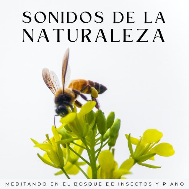 Sonidos De La Naturaleza: Meditando En El Bosque De Insectos Y Piano - Grabaciones relajantes de la Naturaleza