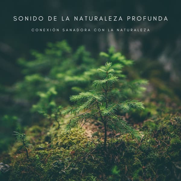 Sonido De La Naturaleza Profunda: Conexión Sanadora Con La Naturaleza - Tiempo de relajación natural