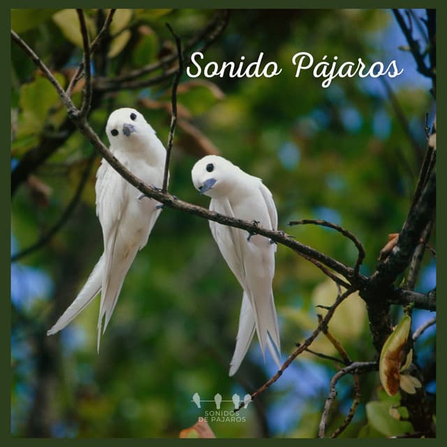 Sonido Pájaros - Sonidos De Pajaros