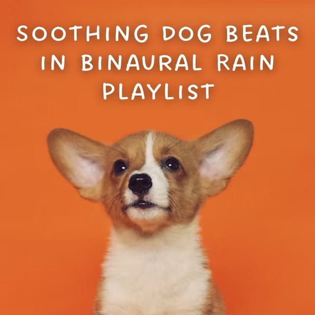 Soothing Dog Beats in Binaural Rain Playlist - Rain Ambience