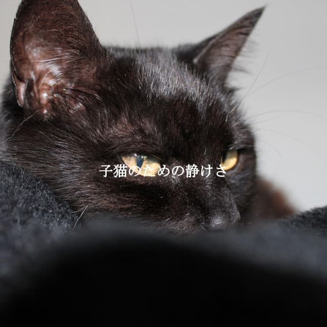 Jazz Rilassante Progetto