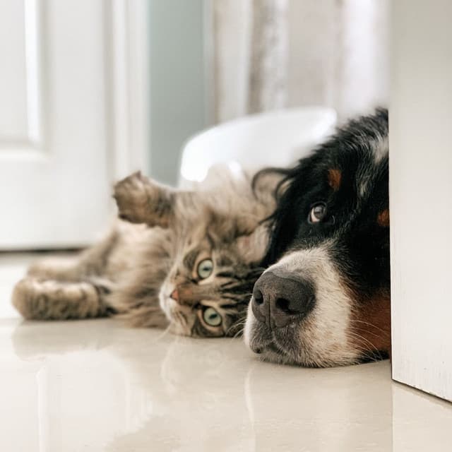 Calm Pet Moments