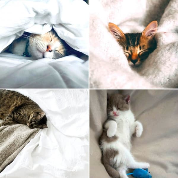 Wonderful Ambiance for Unwinding Kittens - Calming Cat Music