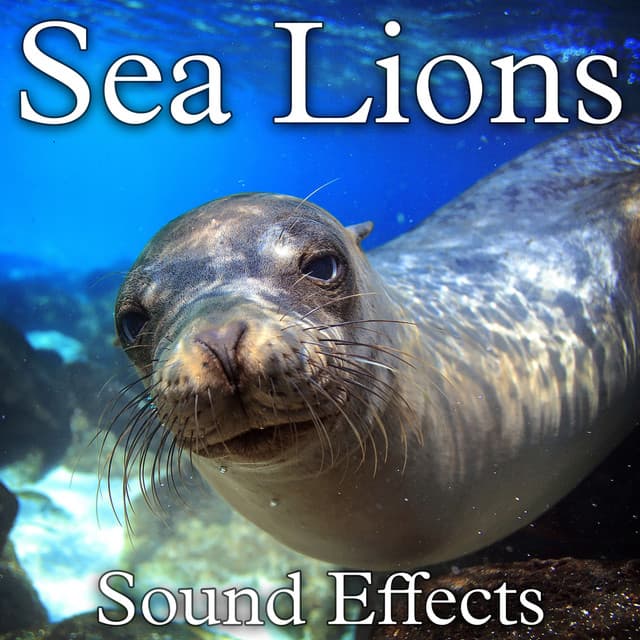 Sea Lions Sound Effects - Sound Ideas
