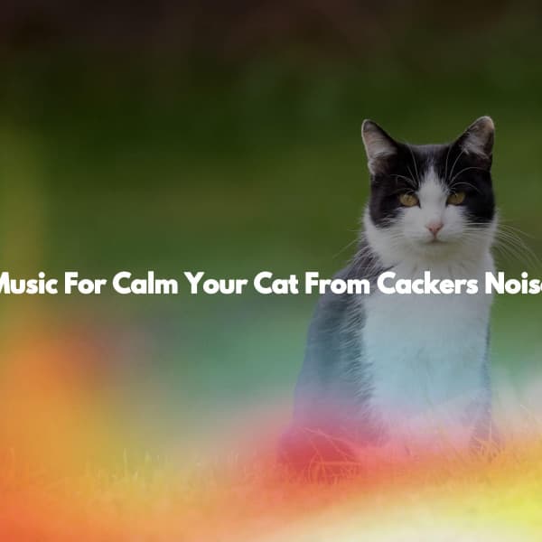 Music For Calm Your Cat From Cackers Noise - Easy Listening Background Music