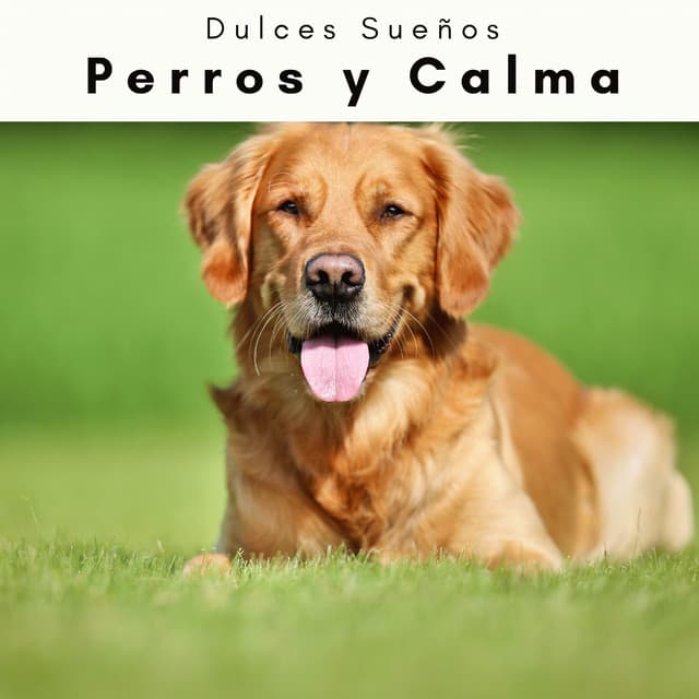 1 Perros y Calma - Dulces Sueños