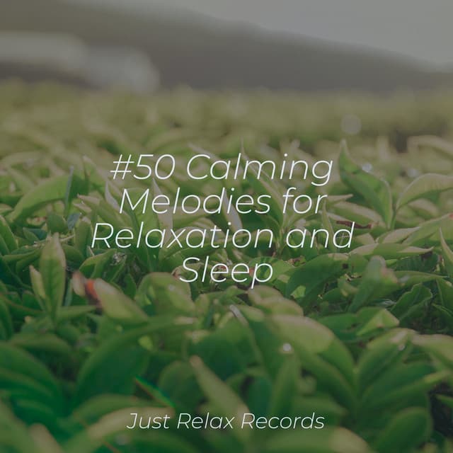 #50 Calming Melodies for Relaxation and Sleep - Sonido Del Bosque y Naturaleza