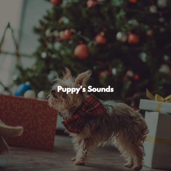 Puppy's Sounds - Classy Bossa Piano Jazz Playlist