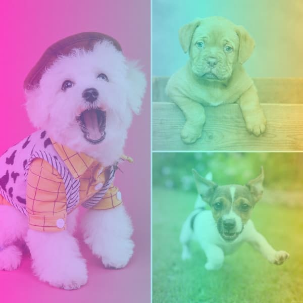 Feelings for Keeping Dogs Soothed - Sleeptime for Dogs