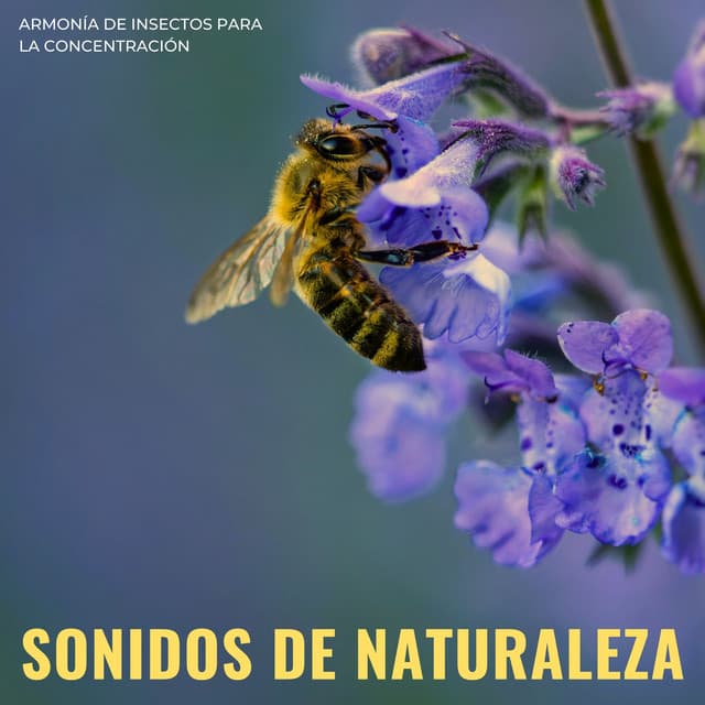 Sonidos De Naturaleza: Armonía De Insectos Para La Concentración - Dao Naturaleza
