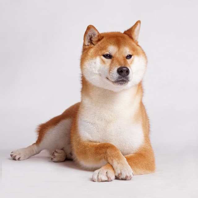 Dog Zen: Piano Rain's Tranquil Pawprints - Doggy Doo-Wop