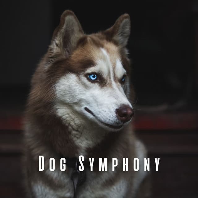 Dog Symphony: Harmonious Chill Music for Canine Joy - Upbeat Morning Music