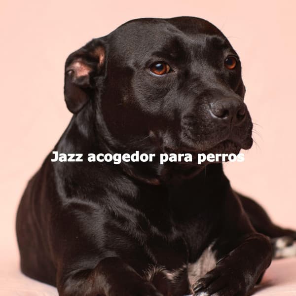 Jazz acogedor para perros - Smooth Jazz Sax Instrumental