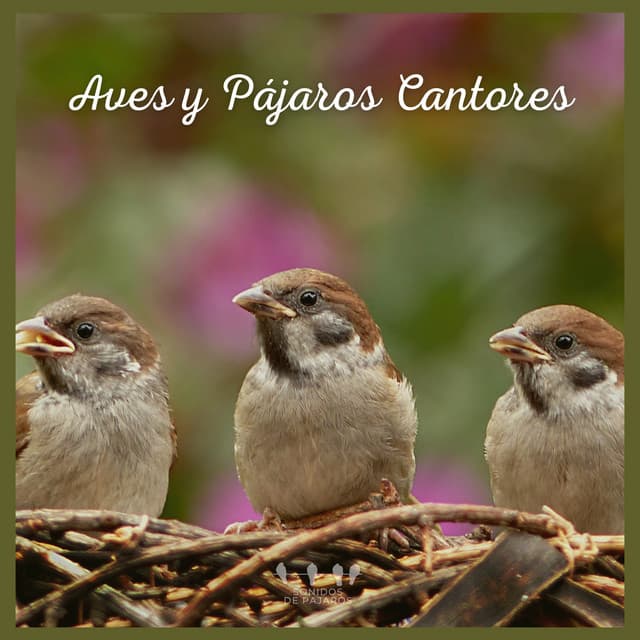 Aves y Pájaros Cantores - Sonidos De Pajaros