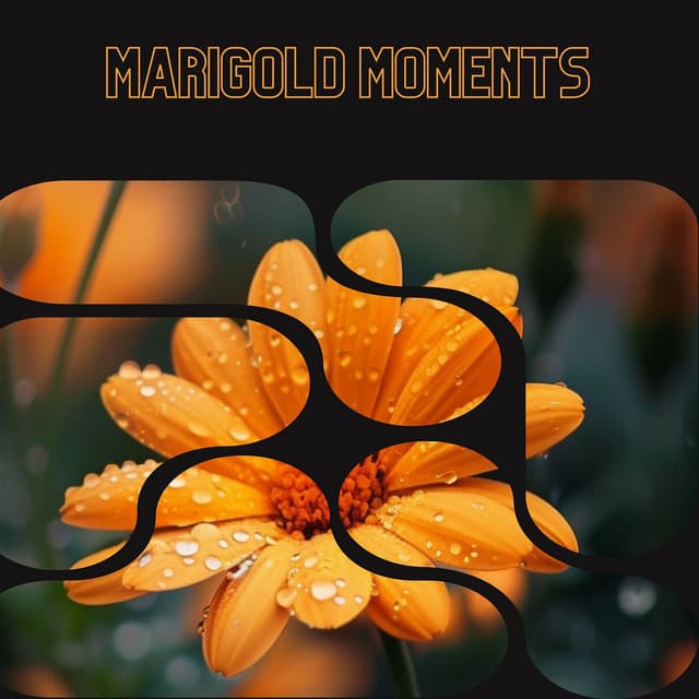Marigold Moments - Floral Health - HerBaLance