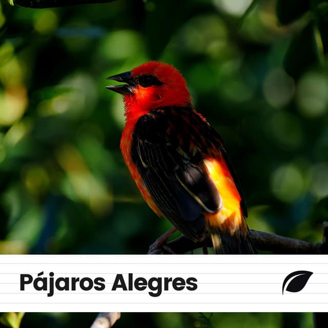 Pájaros Alegres - Pájaros del Bosque