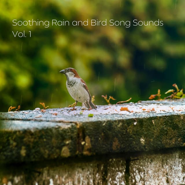 Soothing Rain and Bird Song Sounds Vol. 1 - Soothing Music for Sleep