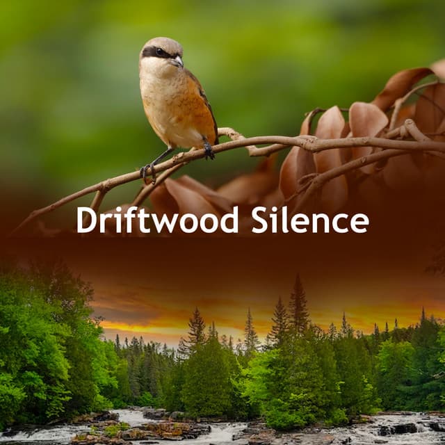 Driftwood Silence - Echoes Of Nature