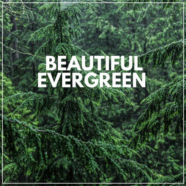Beautiful Evergreen - Nature Sound Collection