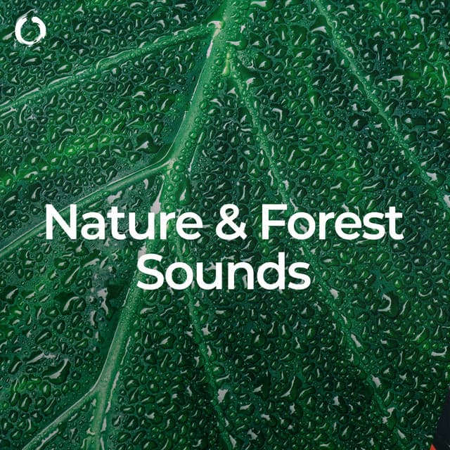 Nature & Forest Sounds: Best for Sleep - Sounds of the Forest