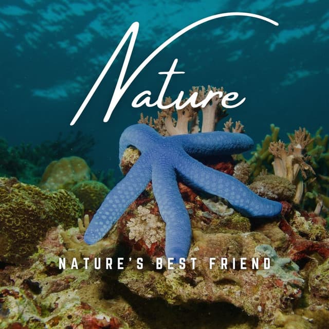 Nature's Best Friend: Melodic Moments - Nature Vibrations