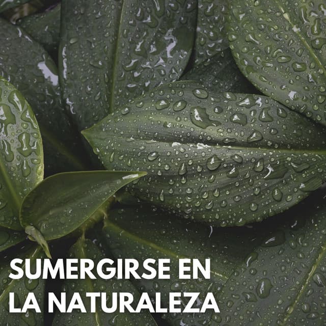 Sumergirse En La Naturaleza - Acústica de la Naturaleza