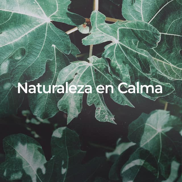 Naturaleza en Calma: Sonidos para Dormir Profundamente - Academia de Música con Sonidos de la Naturaleza