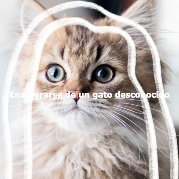 Enamorarse de un gato desconocido - Valentine's Day Music