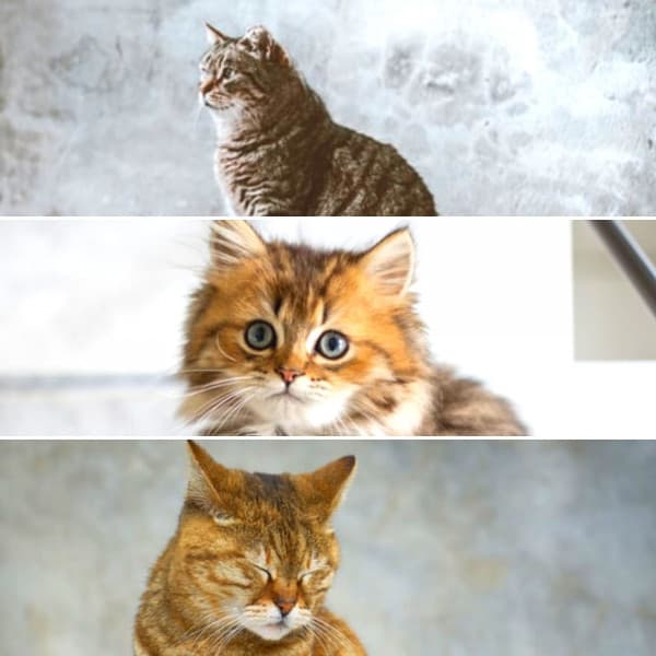 Music for Kitty Cats - Relaxing Music for Cats