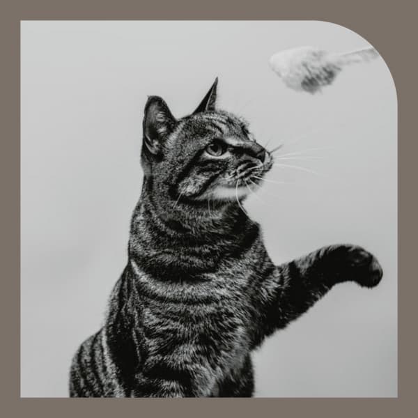 Fabulous Music for Morning Cat Food - Harmonica Solo - Calming Cat Music