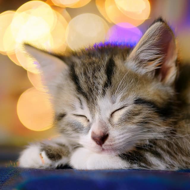 Sueño Silencioso: Ritmos De Hip Hop Para Gatos - Flotar en calma