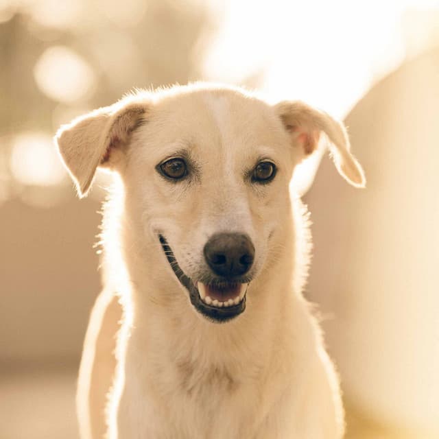 Music for Smooth Doggies - Alto Sax - Calm Dog Music