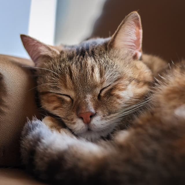 Calma Nocturna: Ritmos De Para Gatos - Sabor dulce