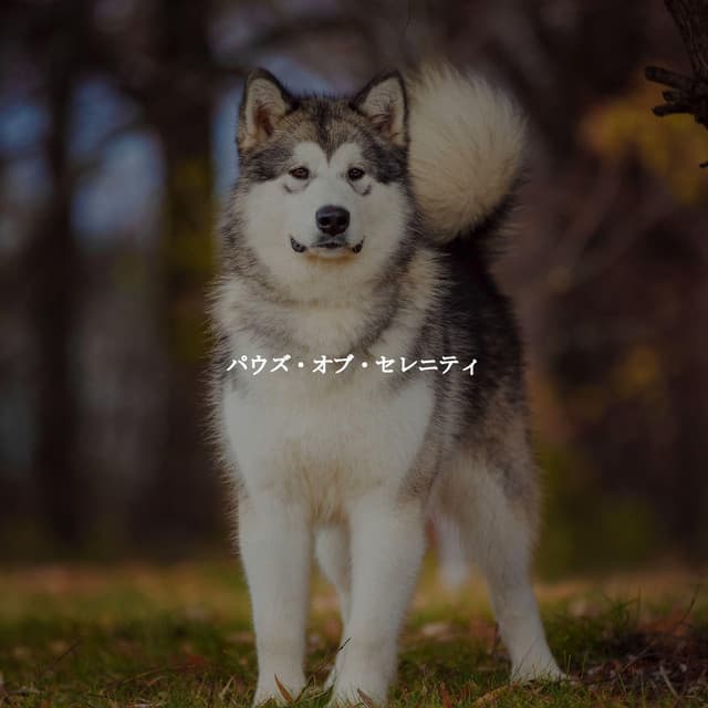 パウズ・オブ・セレニティ - Productivity Music