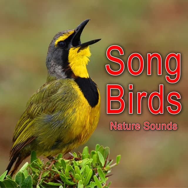 Song Birds - Nature Soundscape