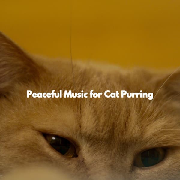 Peaceful Music for Cat Purring - Morgen Jazz Ambiente