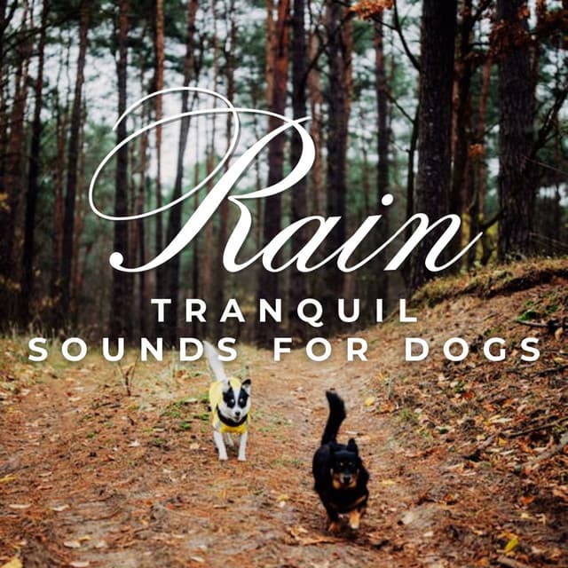 Zen Rain Retreat: Tranquil Sounds for Dogs - Enjoyable Rain Sleep Sound