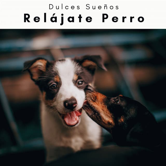 1 Relájate Perro - Dulces Sueños