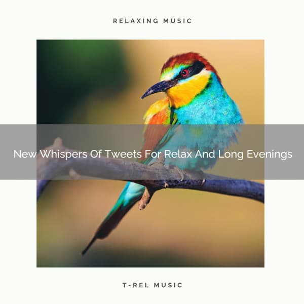 New Whispers Of Tweets For Relax And Long Evenings - Organic Nature Sounds