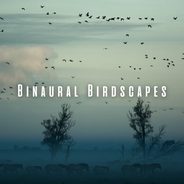 Binaural Birdscapes: Ambient Music for Meditative Bliss - Birds In The Morning